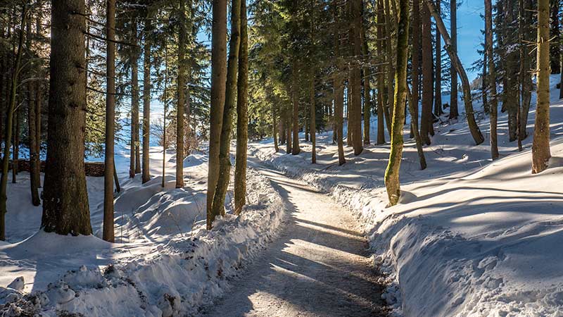 Im Sommer ein herrlich kühler Waldweg