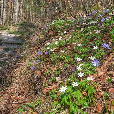 Blumen imN aturschutzgebiet