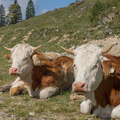 Kälber beim Sonnenbad