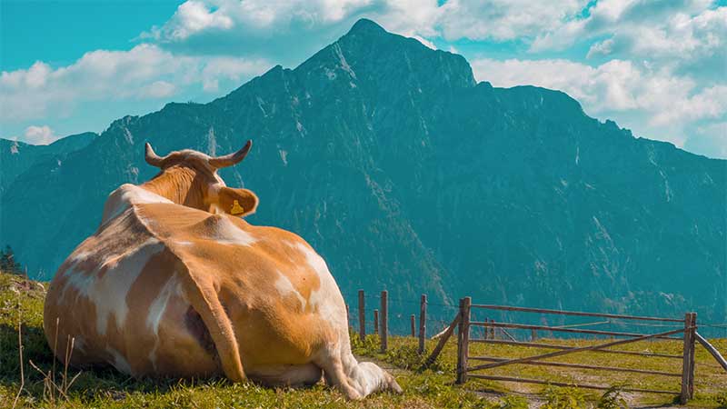 Bleckwand: Kühe träumen vom Panorama-Blick